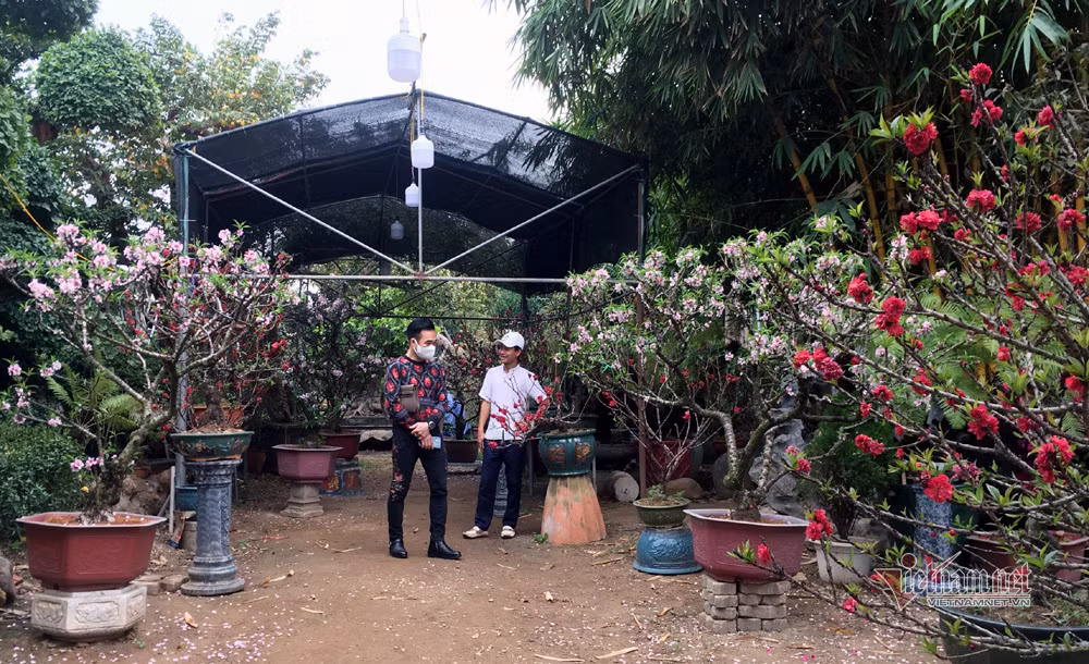 Ảnh: Phần lớn anh Cường chỉ cho thuê chứ không bán, với giá dao động 15-30 triệu đồng/cây