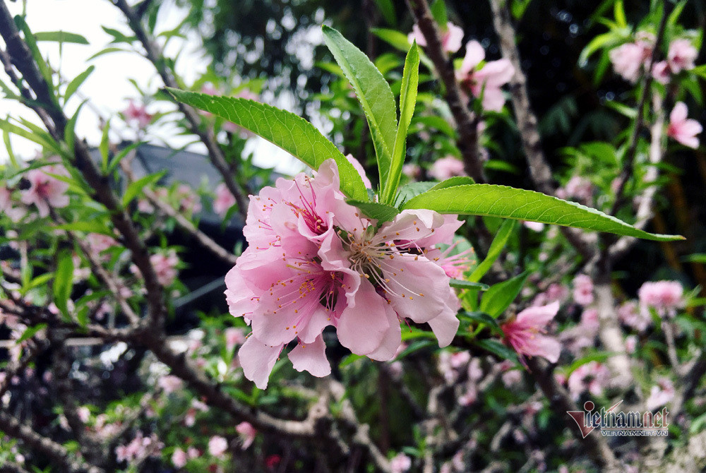 Ngoài sắc đỏ, anh còn có giống đào phai 5 cánh