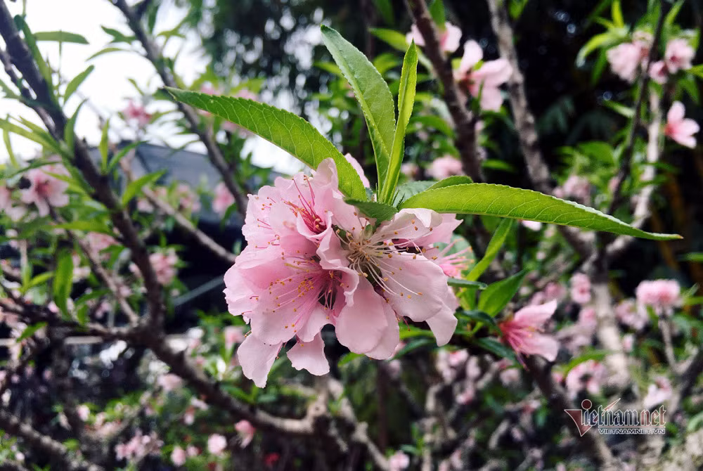 Ngoài sắc đỏ, anh còn có giống đào phai 5 cánh