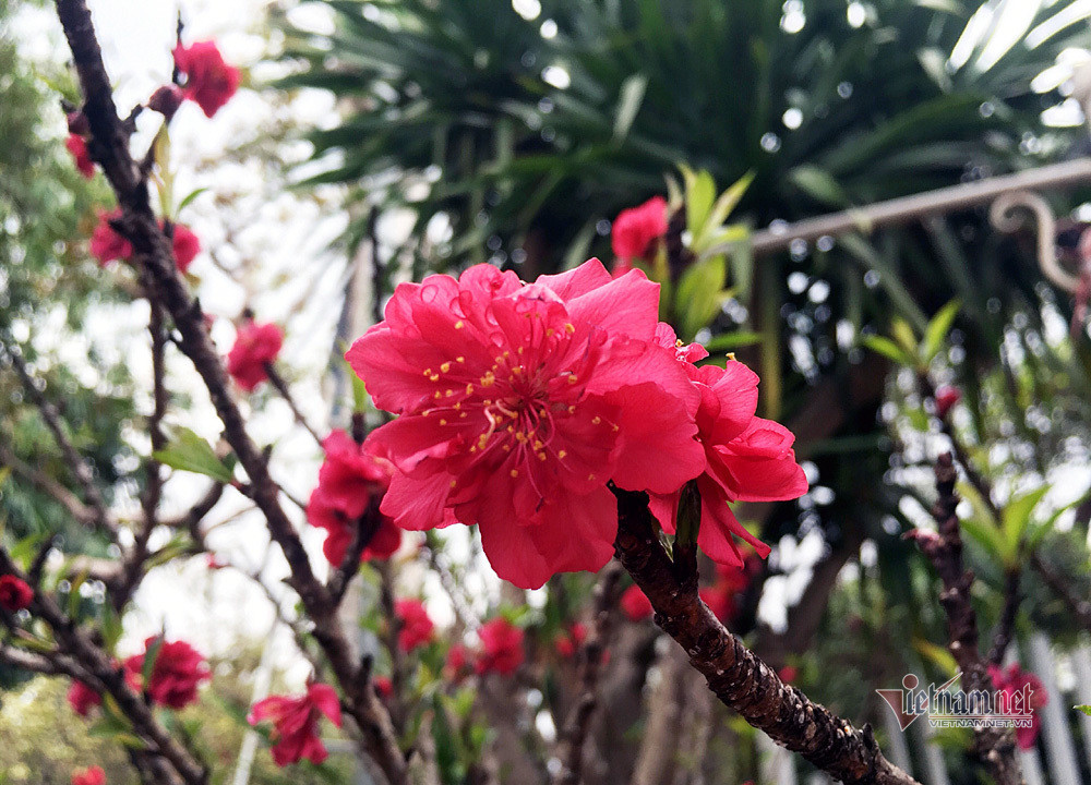 Cây cực phẩm nhất anh đang sở hữu có tuổi lên đến 40 năm, có giá thuê là 50 triệu đồng