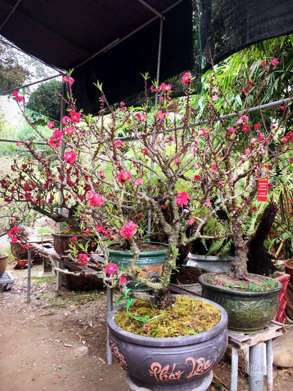 Đáng chú ý, anh Cường còn sở hữu cây đào thất thốn 40 năm tuổi, cao khoảng 1,6 mét, có giá cho thuê lên đến 50 triệu. Đây cũng là cây độc nhất vô nhị tại vườn nhà anh, sai hoa, cho bông nở chũm chím thành từng chùm dày màu đỏ thẫm, rất hợp với không khí ngày Tết.