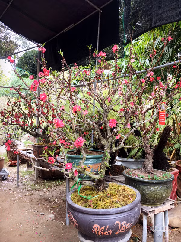 áng chú ý, anh Cường còn sở hữu cây đào thất thốn 40 năm tuổi, cao khoảng 1,6 mét, có giá cho thuê lên đến 50 triệu. Đây cũng là cây độc nhất vô nhị tại vườn nhà anh, sai hoa, cho bông nở chũm chím thành từng chùm dày màu đỏ thẫm, rất hợp với không khí ngày Tết.