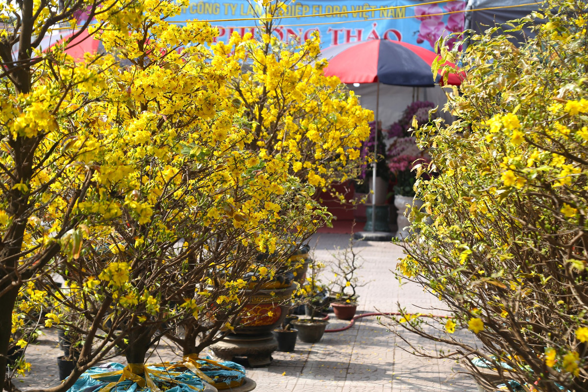 Anh Thuận, một thương lái bán mai trên đường Trường Thi (TP Vinh) cho biết, khoảng 1 tuần nay, nhóm anh 3 người thuê xe chở khoảng 100 chậu mai Bình Định vào TP. Vinh bán Tết. Tuy nhiên, đến nay mới bán được khoảng 20 chậu. “Thời tiết nắng ấm khiến mai nở bung. Những cây mai này thường được bán giá 2-3 triệu đồng/cây, giờ tôi xả đồng giá 900 nghìn đồng nhưng vẫn rất ít khách hỏi mua”, anh Thuận rầu rĩ.