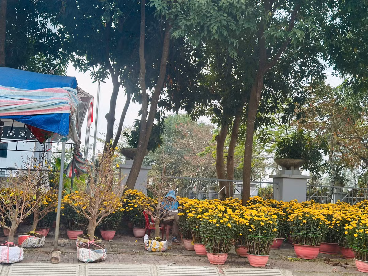 Ngay cạnh đó, điểm bán đào, hoa, cây cảnh của chị Nguyễn Thị Mỹ Vân cũng bán rất chậm. Năm nay chị "chơi lớn", đưa hàng chục gốc đào, quất về Hà Tĩnh để bán. Song đến nay sức mua giảm, thời tiết nắng nóng nên nhiều gốc đào bung nở. Chị Vân hy vọng mấy ngày tới, người dân mua sắm nhiều hơn để vớt vát đồng vốn.