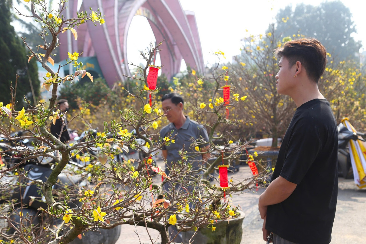 Khách đến xem mai nhưng ít người mua hoa Tết.
