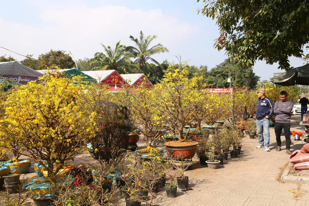 Ghi nhận ngày 24/1 (tức ngày 25 Tết), trên các con đường lớn ở TP. Vinh (Nghệ An), mai vàng đã bung nở. Một số điểm bán hoa Tết đã treo biển “xả hàng” những vẫn vắng người mua.