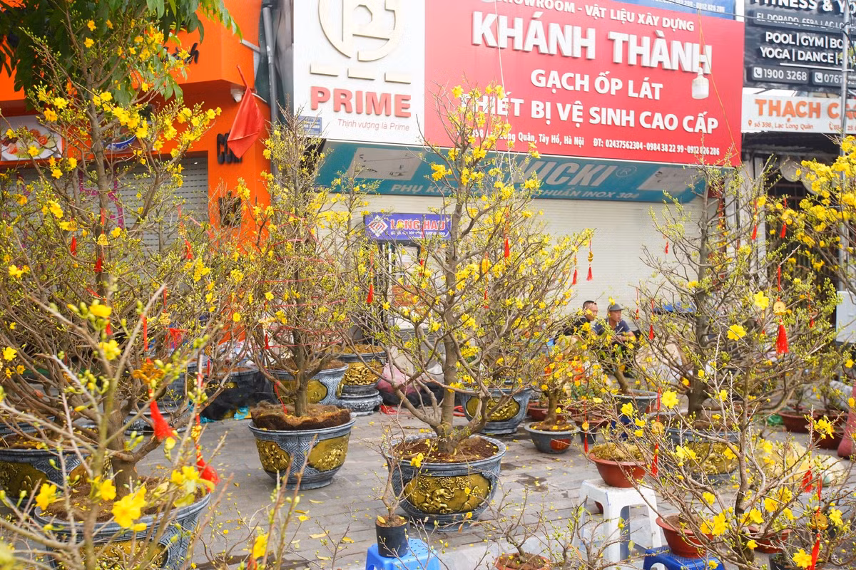 Một chủ vườn mai vàng từ Bình Định chia sẻ, những cây mai nhà vườn mang ra Hà Nội đều là những cây mai chăm sóc ít nhất 5 năm. Chi phí để mang một cây mai ra Hà Nội cũng không rẻ, tuy nhiên rất khó tiêu thụ ở Thủ đô.