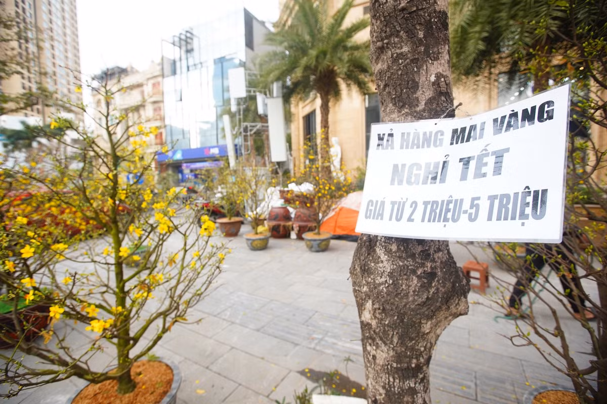 "Những ngày đầu mới bán còn không bán được cây này, sau khi hạ giá, bán lỗ thì 1 ngày bán được 1-2 cây. Với tình trạng như này chắc xả hàng được cây nào hay cây đó rồi dọn sớm", anh Huy chia sẻ.