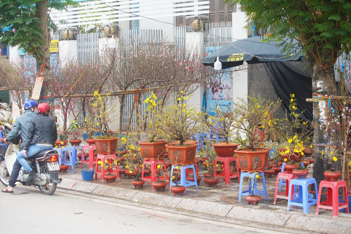 Chủ một quầy mai vàng trên đường Lạc Long Quân cho biết, năm nay mang 400 cây mai vàng ra Bắc để bán nhưng đến nay mới chỉ bán được 60 cây.