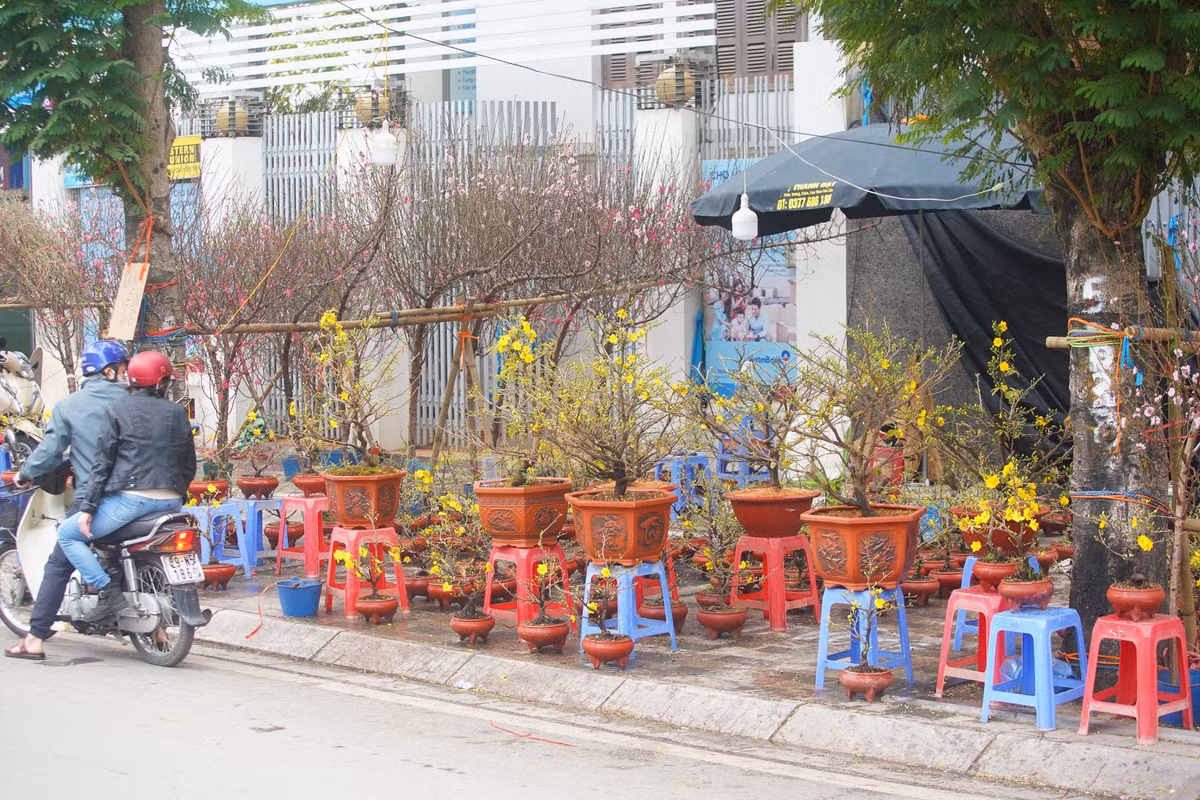 Chủ một quầy mai vàng trên đường Lạc Long Quân cho biết, năm nay mang 400 cây mai vàng ra Bắc để bán nhưng đến nay mới chỉ bán được 60 cây.