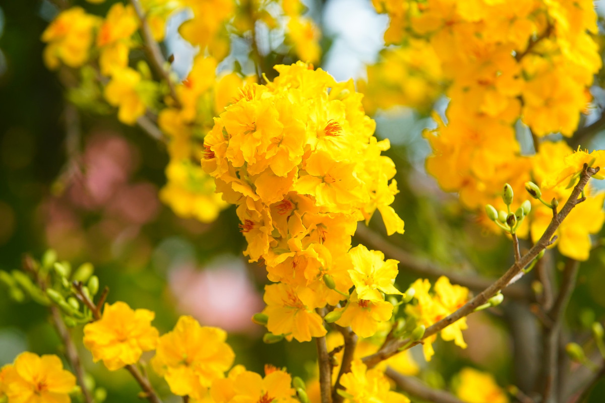 Mai vàng nở rộ trong thời tiết ẩm ở Hà Nội.