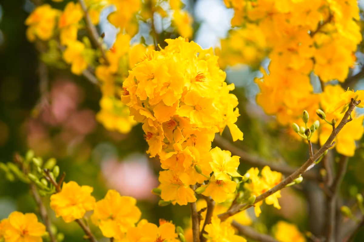 Mai vàng nở rộ trong thời tiết ẩm ở Hà Nội.