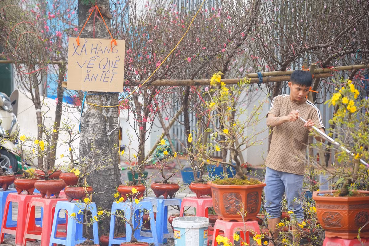 Một quầy bán mai vàng khác trên vỉa hè đường Lạc Long Quân treo biển "xả hàng, về quê ăn Tết".