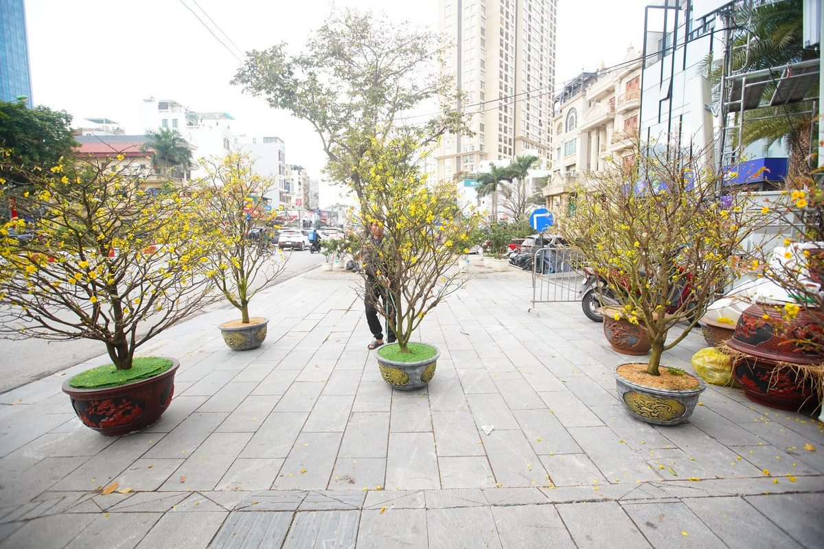 Ghi nhận của PV, ngày 26 Tết, những gian hàng bán đào, quất cảnh vẫn tấp nập người mua bán ở khắp vỉa hè, chợ hoa Hà Nội. Tuy nhiên mai vàng Bình Định lại chịu cảnh ế ẩm, không ai mua.