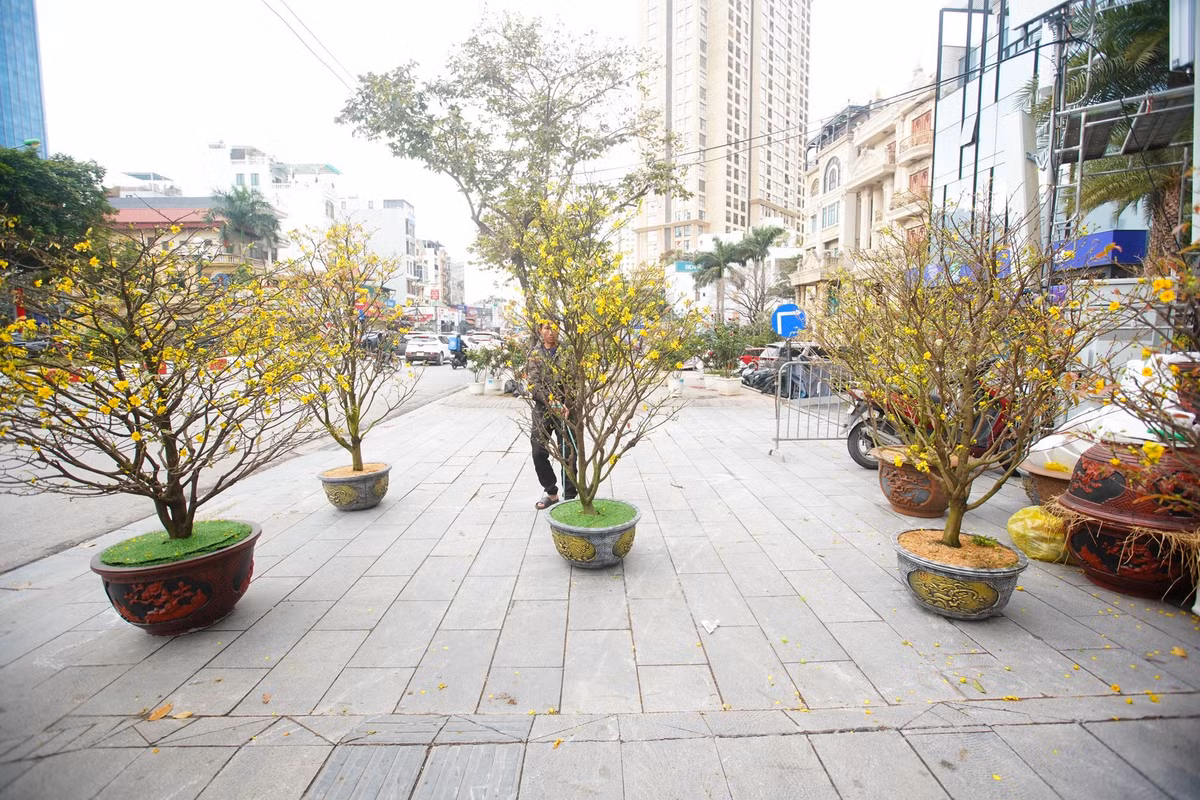 Ghi nhận của PV, ngày 26 Tết, những gian hàng bán đào, quất cảnh vẫn tấp nập người mua bán ở khắp vỉa hè, chợ hoa Hà Nội. Tuy nhiên mai vàng Bình Định lại chịu cảnh ế ẩm, không ai mua.