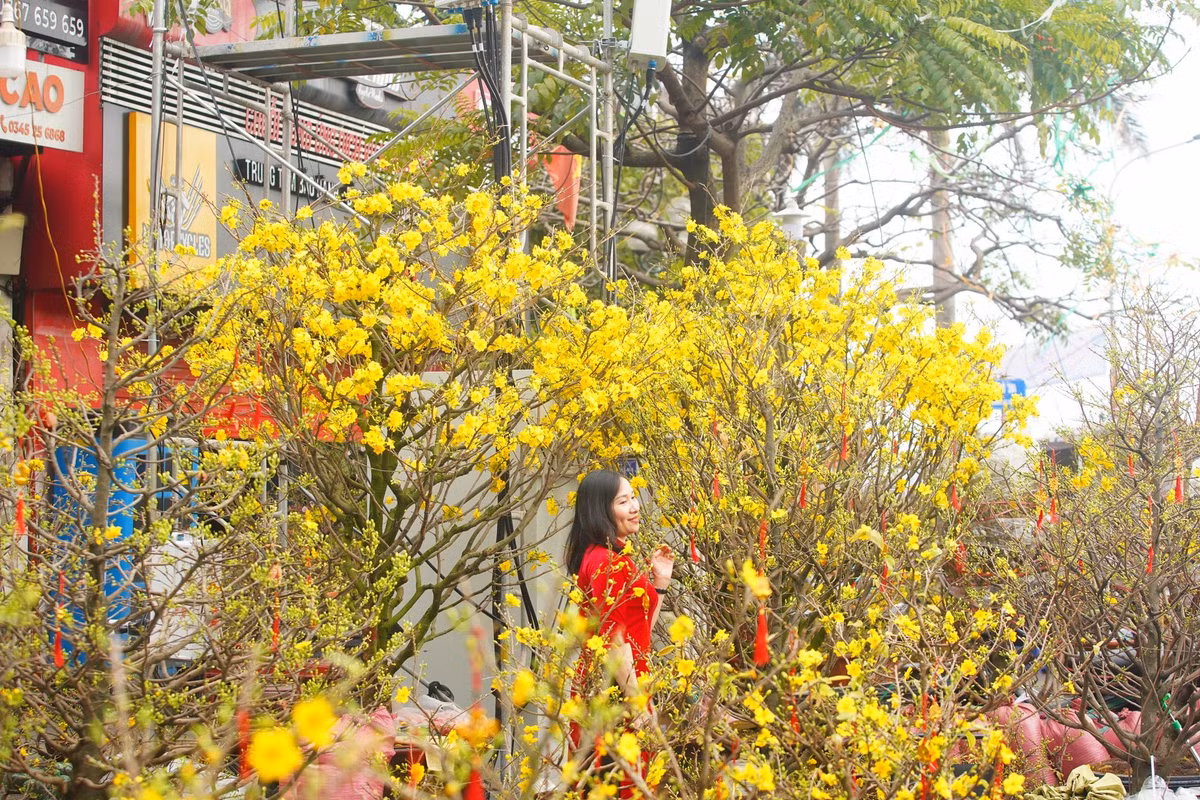 Sắc vàng bao phủ một góc phố.