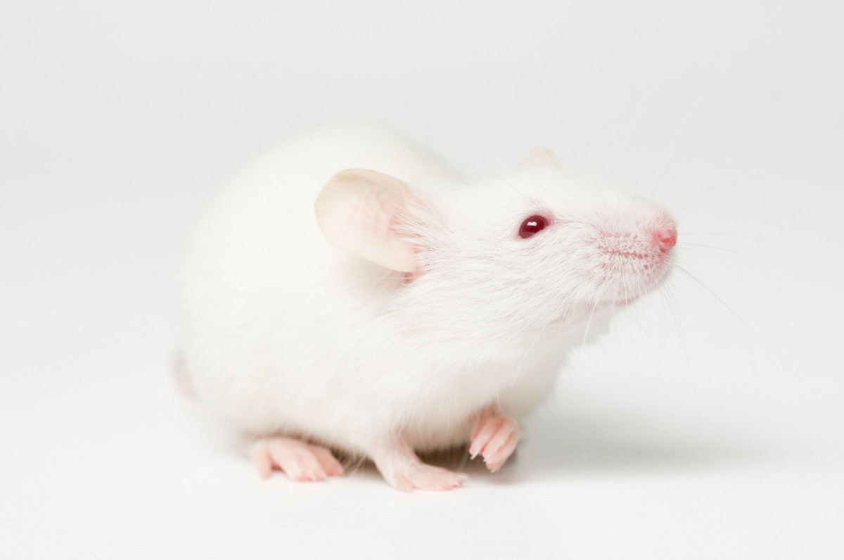 Các nhà khoa học Mỹ tại Trung tâm Ung thư Sloan-Kettering ở New York vừa phát hiện một dạng vắc xin được bào chế từ loại virus họ hàng với bệnh đậu mùa có triển vọng được sử dụng để điều trị bệnh ung thư vú triple-negative (TNBC) hiếm gặp.