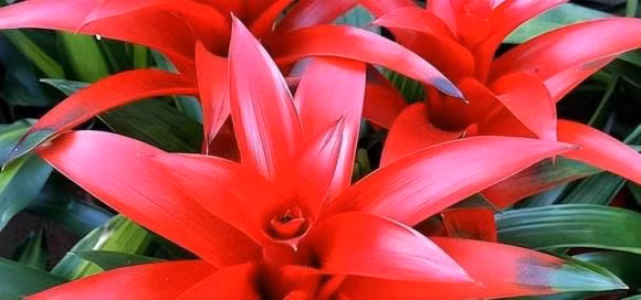 5 loai hoa tuong trung cho phu quy, trong trong nha se gap may man-Hinh-2