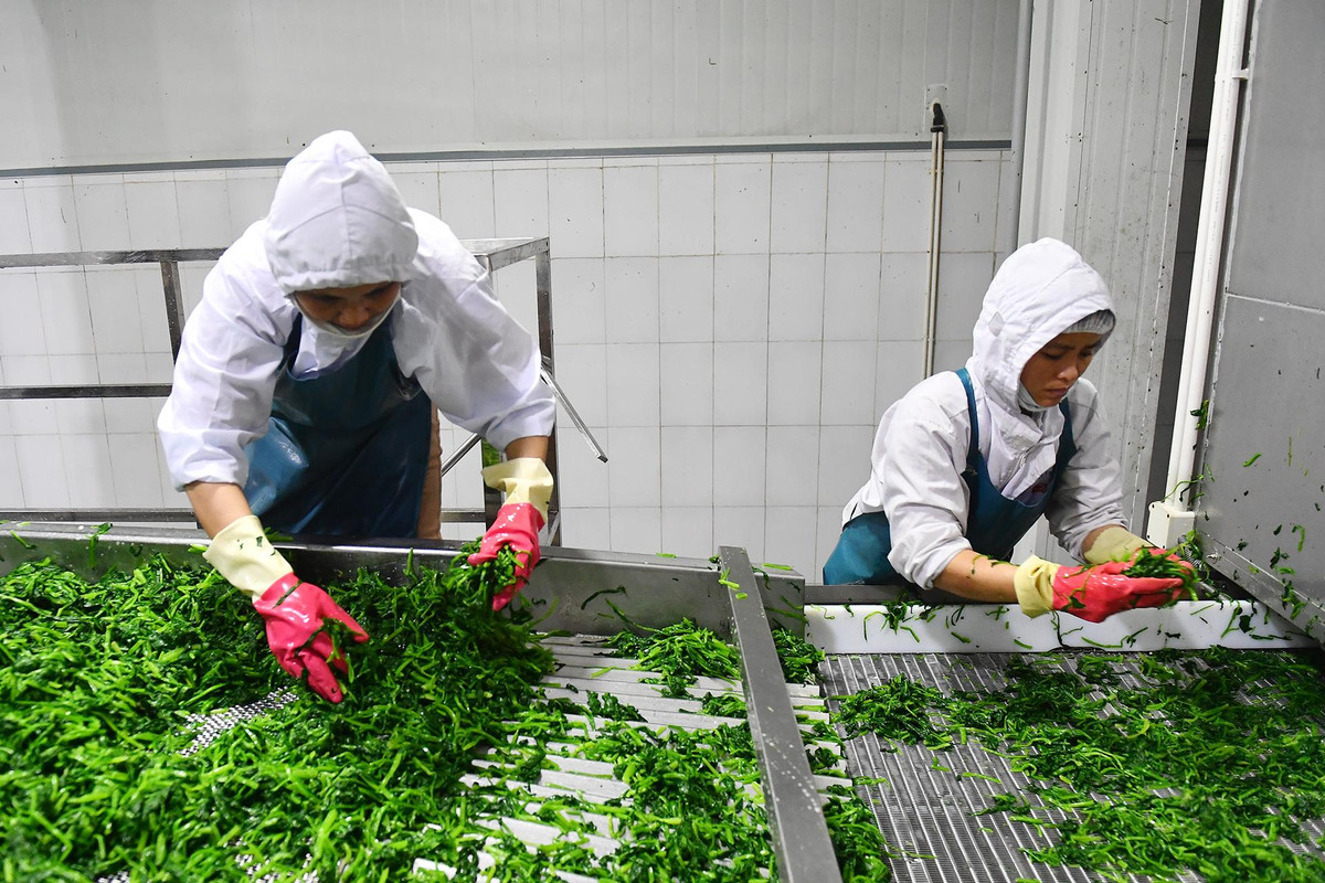 Ca the gioi da thay doi, Viet Nam van hai tren canh, an tuoi nguyen qua-Hinh-2