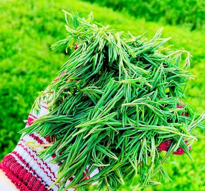 Loại rau siêu sạch, 'ăn' sương và 'thở' bằng khí trời thành đặc sản nức tiếng ảnh 1 Loại rau siêu sạch, 'ăn' sương và 'thở' bằng khí trời thành đặc sản nức tiếng ảnh 1