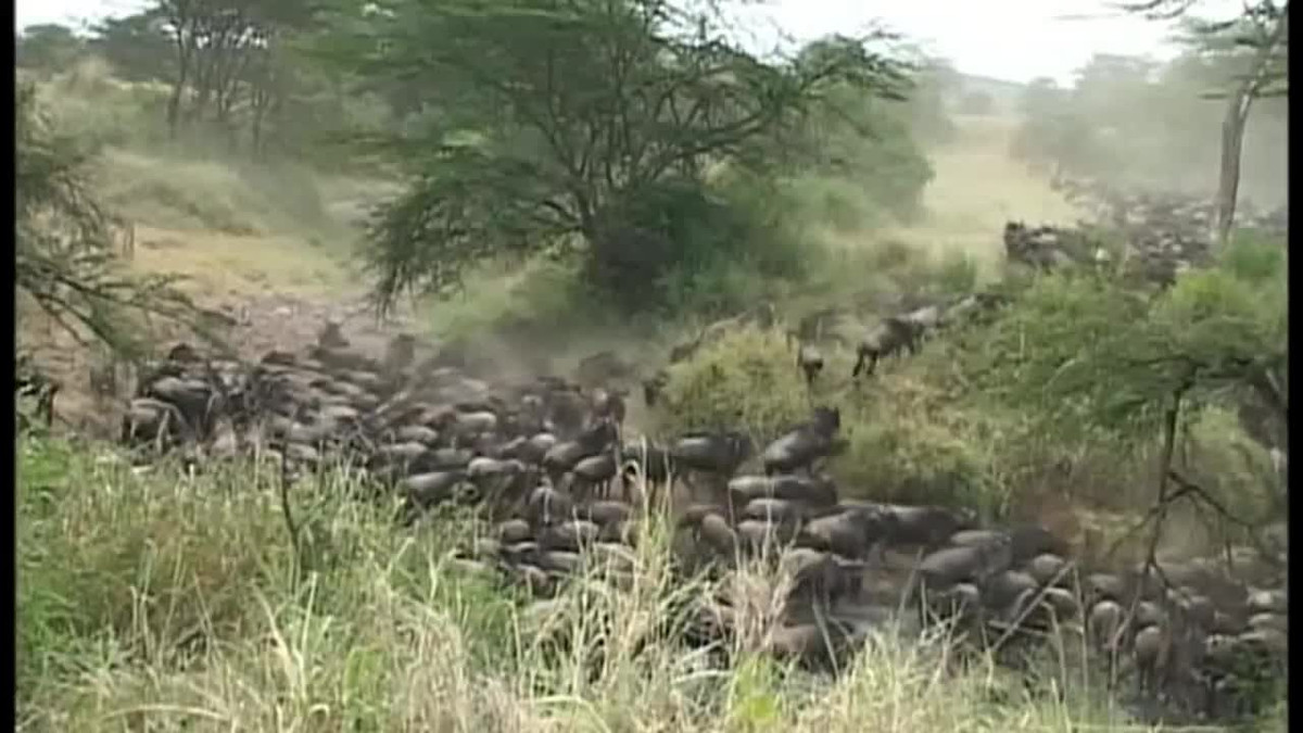 Video: Bị cá sấu cắn vào mặt, linh dương đầu bò thoát chết khó tin Video: Bi ca sau can vao mat, linh duong dau bo thoat chet kho tin