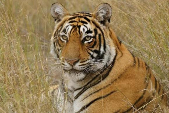 Gia dinh nao co du 4 con giap nay at han giau co, con chau hoc hanh do dat-Hinh-3