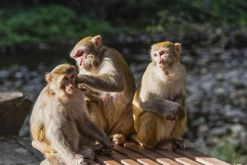 Gia dinh nao co du 4 con giap nay at han giau co, con chau hoc hanh do dat-Hinh-4