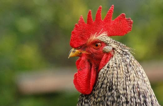 Gia dinh nao co du 4 con giap nay at han giau co, con chau hoc hanh do dat-Hinh-2