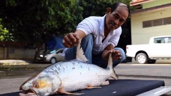 Bat ngo tim thay loai ca chep khong lo tuong da tuyet chung o Campuchia