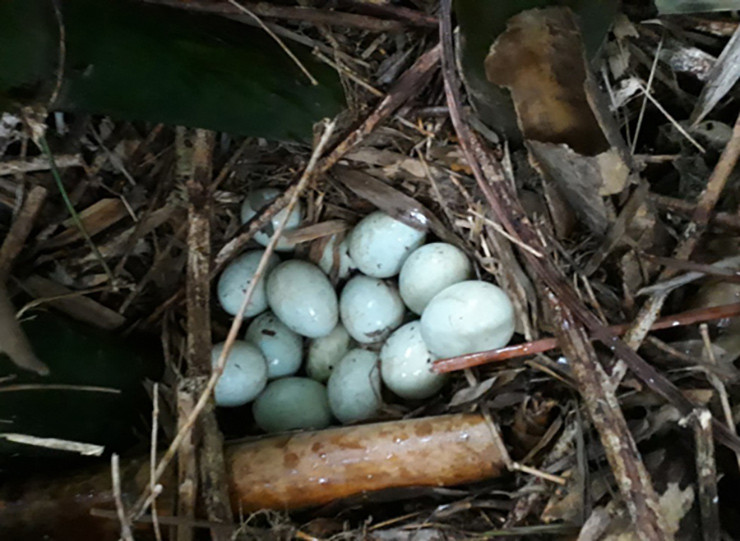 Ngoài cung cấp vịt thương phẩm, trang trại của anh còn cung cấp giống, tư vấn về phương thức, kỹ thuật nuôi...