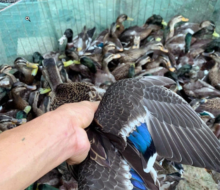 Trung bình mỗi tháng anh bán ra thị trường khoảng hơn 1.000 con vịt thịt, gửi đi khách hàng trên khắp các tỉnh/thành, thu về cả trăm triệu đồng mỗi tháng.