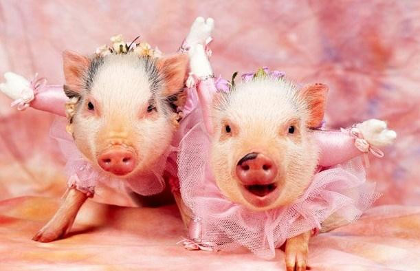 At Hoi 1995 dung buon nua: Hoan nan qua roi, sau mua troi lai sang-Hinh-3