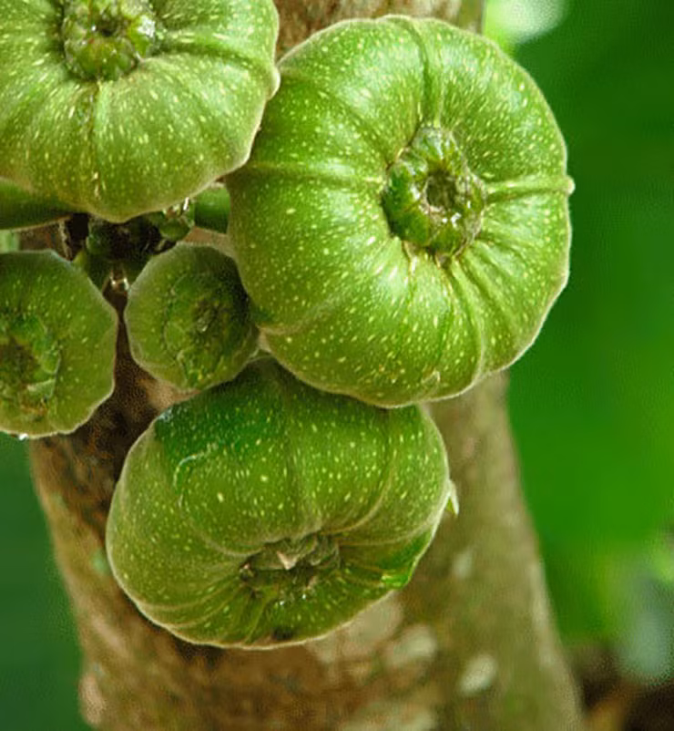 Ở Huế còn có một số cơ sở chế biến quả vả thành loại trà độc đáo, đó là trà vả.