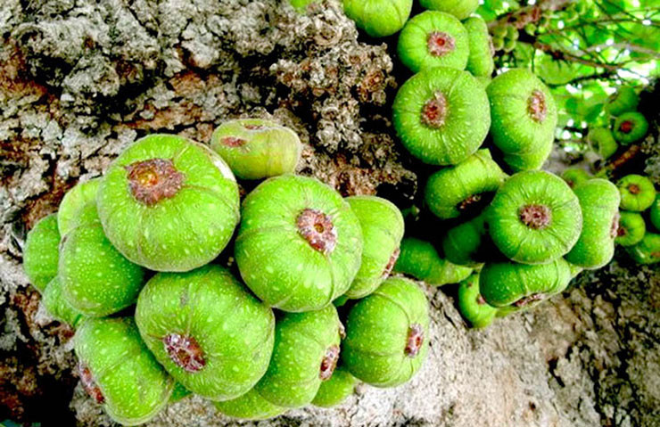 Tại Việt Nam, loại quả này phân bố chủ yếu ở tỉnh Thừa Thiên - Huế trải dài vào miền Nam, chủ yếu mọc trong các khu rừng mưa ẩm