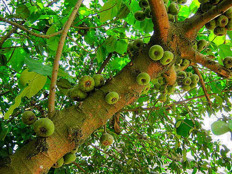 Ruột quả vả có màu trắng khi còn non và chuyển sang đỏ khi chín.