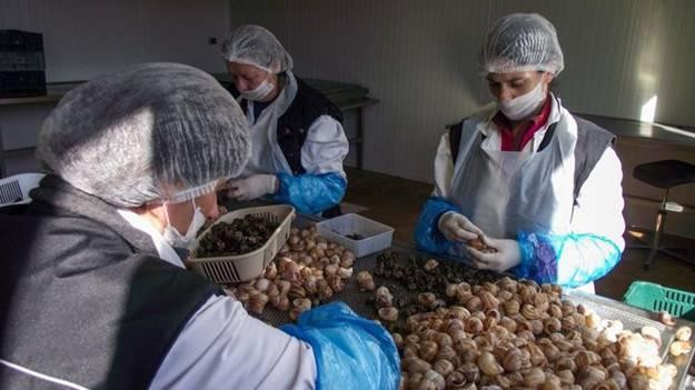 Chúng được nuôi theo quy trình và cho ăn chế độ riêng, cũng như sơ chế kỹ lưỡng để đảm bảo an toàn cho người thưởng thức. Ảnh: Inventure.