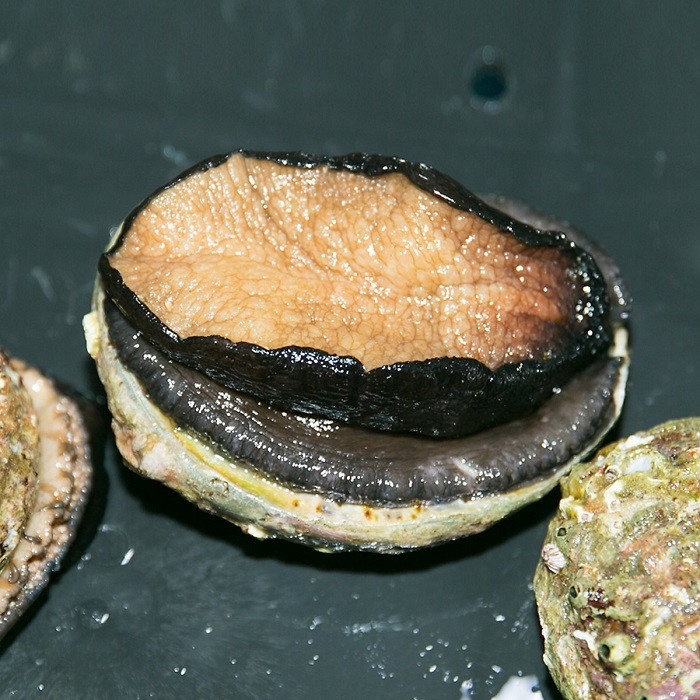 Bat ngo ve nguon goc cua bao ngu tuoi gia sieu re chi 25 nghin dong/con-Hinh-3