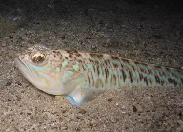 Loai ca so huu noc doc bac nhat vung bien o Anh