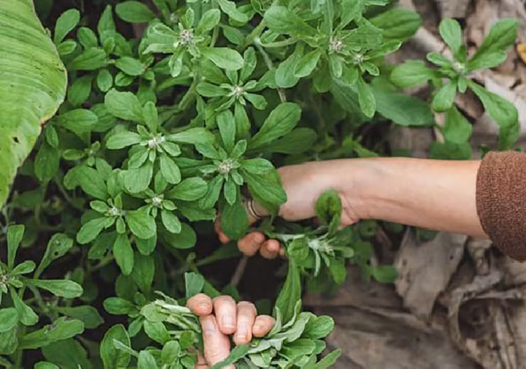 Cây rau khúc còn có tên gọi khác là khúc nếp, khúc tẻ, rau khúc vàng..., chúng mọc rải rác khắp thế giới, nhưng tập trung nhiều nhất ở vùng ôn đới ấm và cận nhiệt đới.