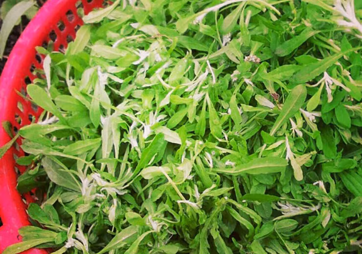 Giá rau khúc cũng vì thế mà tăng lên từng ngày, thậm chí cháy hàng.