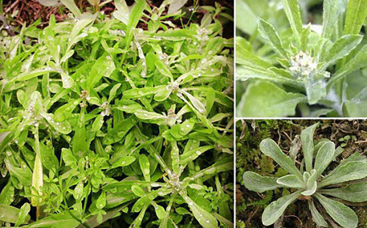 Trồng rau khúc không cần phải chăm sóc nhiều, khi thấy đất khô bạn chỉ cần việc tưới nước cho đất đủ độ ẩm là được