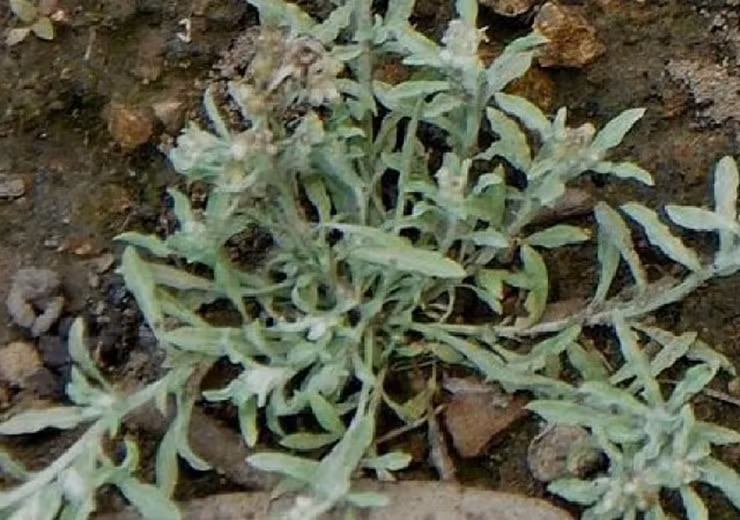 Vụ rau khúc cũng như vụ của cây lúa, nở rộ vào tháng 10, tháng 11 kết thúc