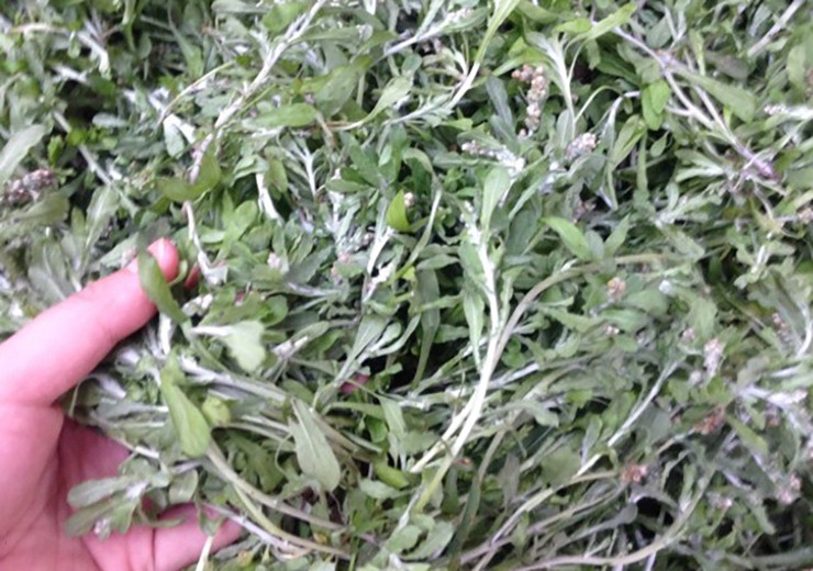 Từ thân cho tới lá đều được phủ một lớp lông trắng muốt như tơ, sờ vào rất mượt