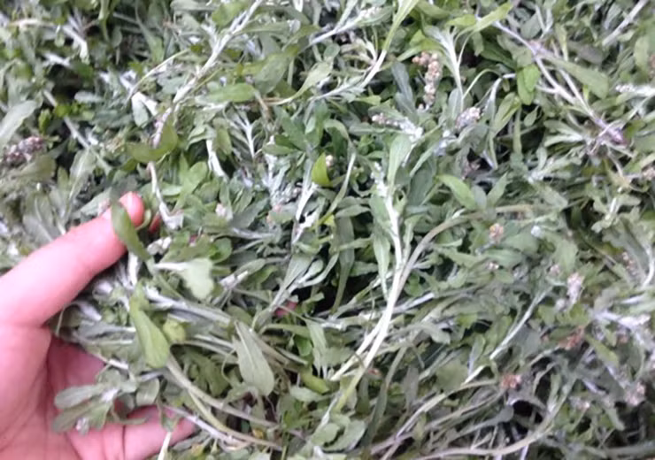 Từ thân cho tới lá đều được phủ một lớp lông trắng muốt như tơ, sờ vào rất mượt