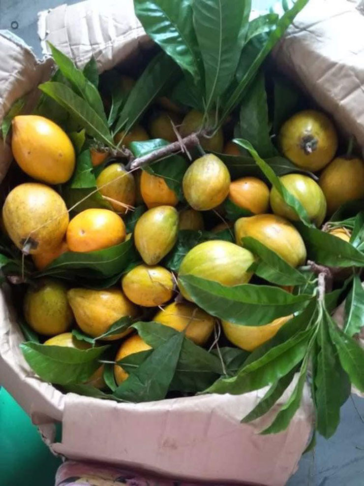 Hiện nay, tại nước ta, cây trứng gà hầu như không còn được trồng nhiều như trước. Bởi đa phần người dân đã chặt bỏ. Vậy nên, thông tin trên có lẽ sẽ khiến cho nhiều người tiếc nuối.