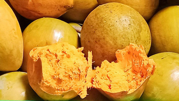 Khi chín chúng có dạng bột, rất bở. Trước đây loại quả này có đầy ở quê nhưng hầu như không ai ăn, rụng đầy gốc.