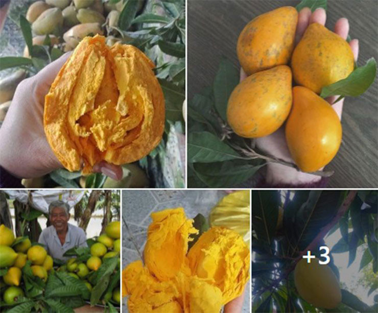 Loại quả này cho trái quanh năm nhưng chính vụ từ tháng 4 đến tháng 8 âm lịch