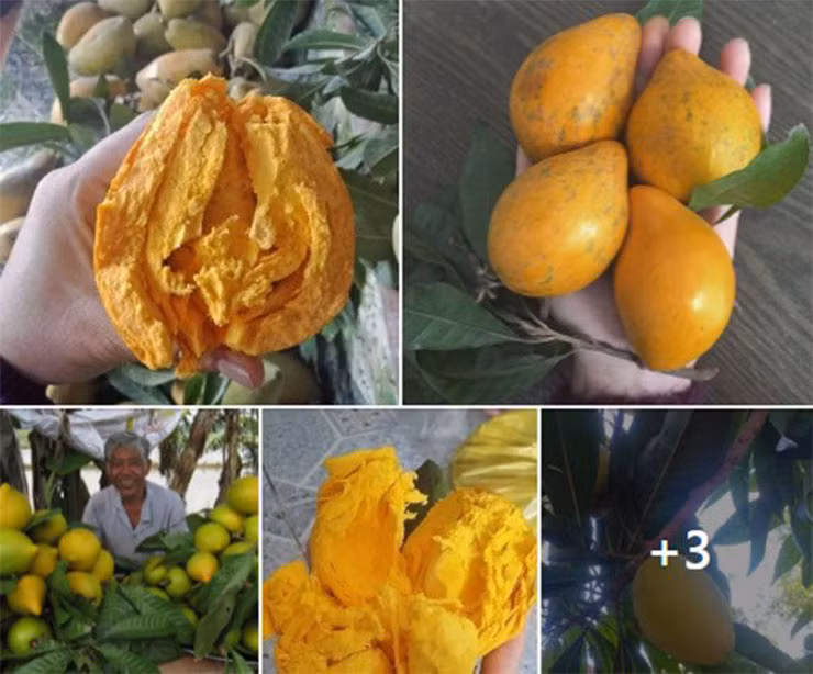 Loại quả này cho trái quanh năm nhưng chính vụ từ tháng 4 đến tháng 8 âm lịch