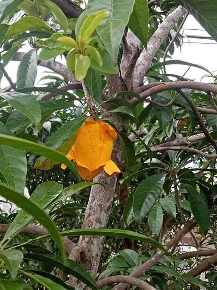 Cây trứng gà được trồng rất nhiều ở Việt Nam, trải dài khắp các tỉnh thành, có loại tròn, loại dài và hình trái tim.