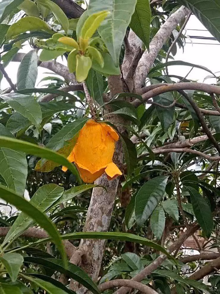 Cây trứng gà được trồng rất nhiều ở Việt Nam, trải dài khắp các tỉnh thành, có loại tròn, loại dài và hình trái tim.